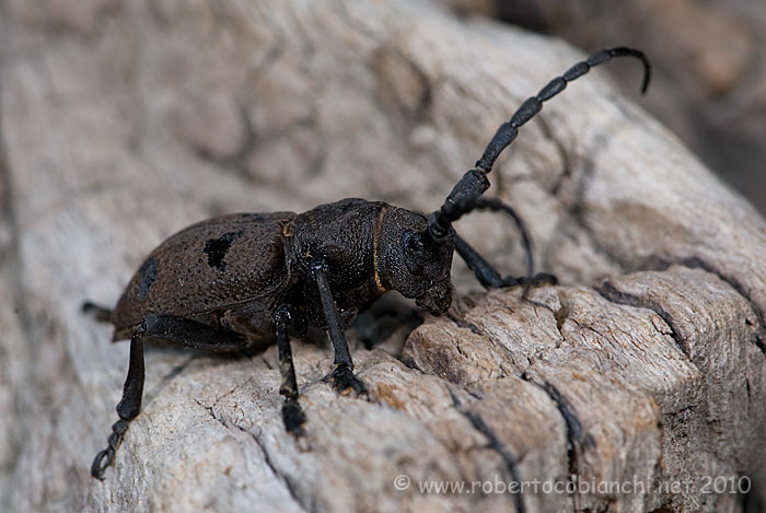 cerambice  da identificare: Herophila tristis